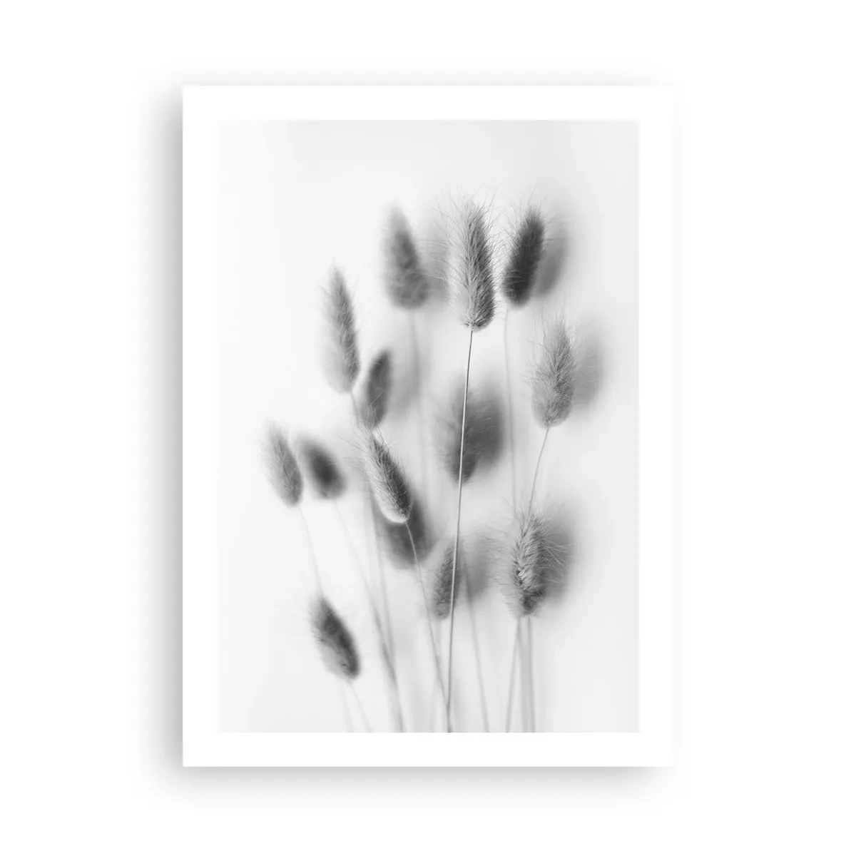 Plakát - Její načechranost tráva - 50x70 cm