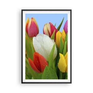 Plakát v černém rámu - Květinová duha v kapkách rosy - 61x91 cm