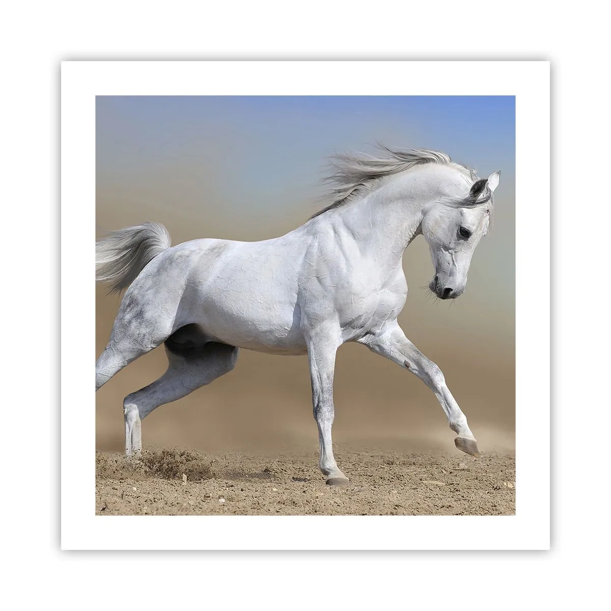 Plakát - Nejkrásnější arabská pohádka - 50x50 cm