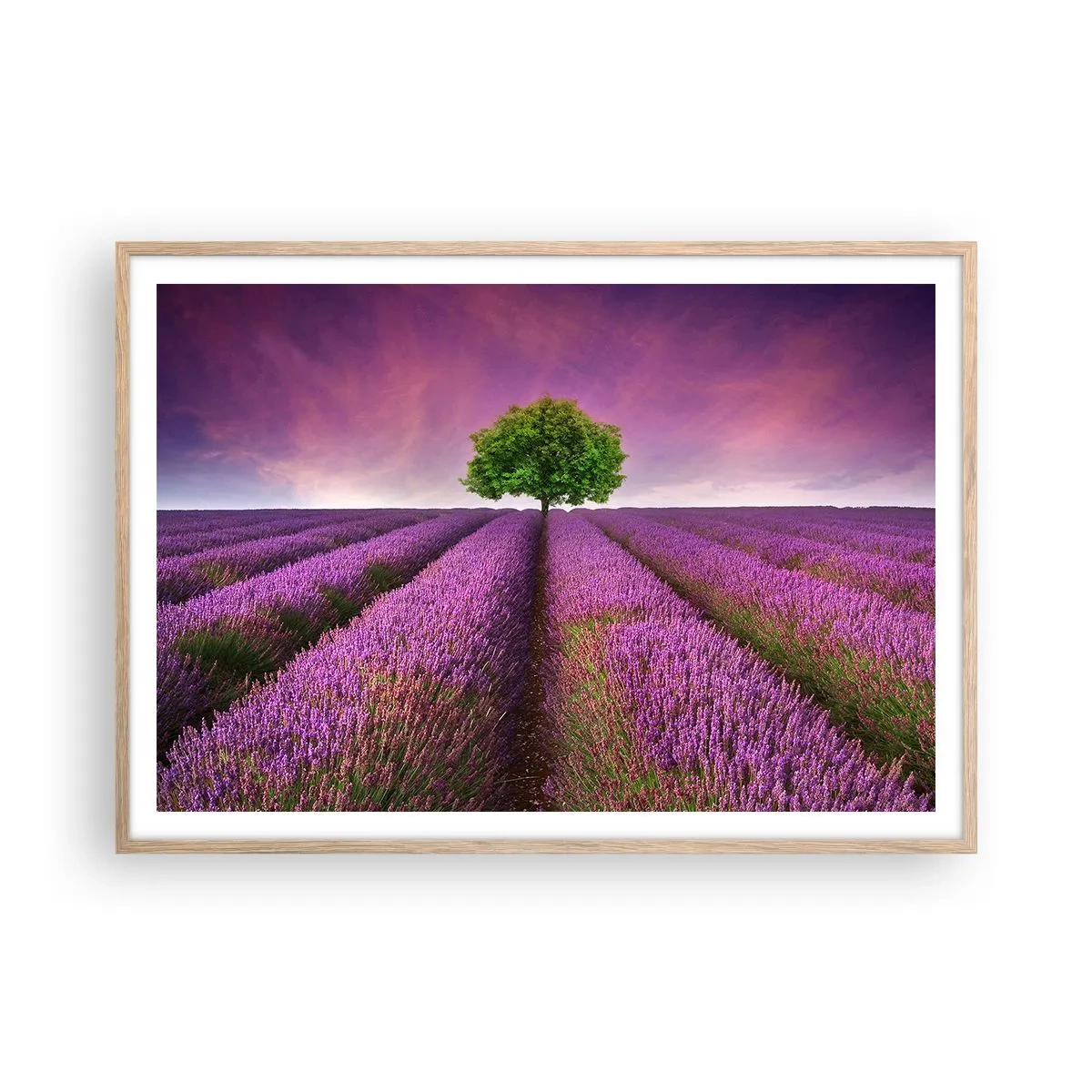 Plakát v rámu světlý dub - Na levandulových polích - 100x70 cm