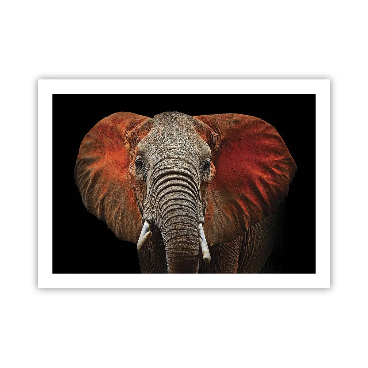 Plakát - Jsem divoký, a ty? - 70x50 cm