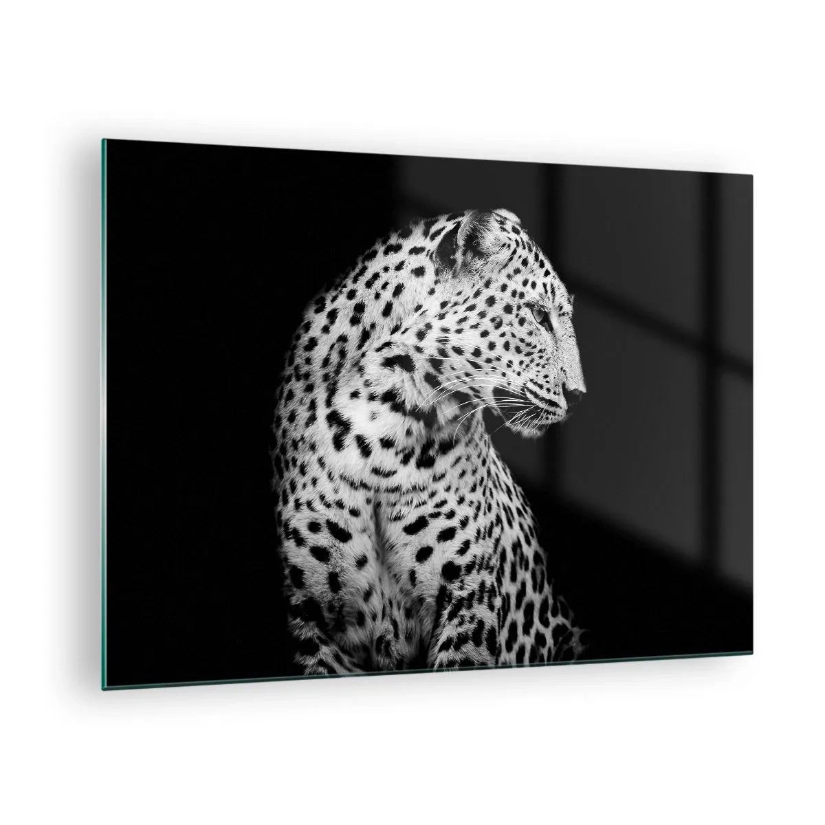 Obraz na skle - Leopard v černobílém světle proti oknu - 70x50cm - Pravý profil perfektní! - Moderní nástěnná dekorace do obývacího pokoje a ložnice ARTTOR