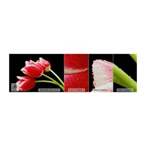 Vzor Fototapety Premium Sand - Slib čisté lásky - Květiny, tulipány, Příroda - 100x30 cm