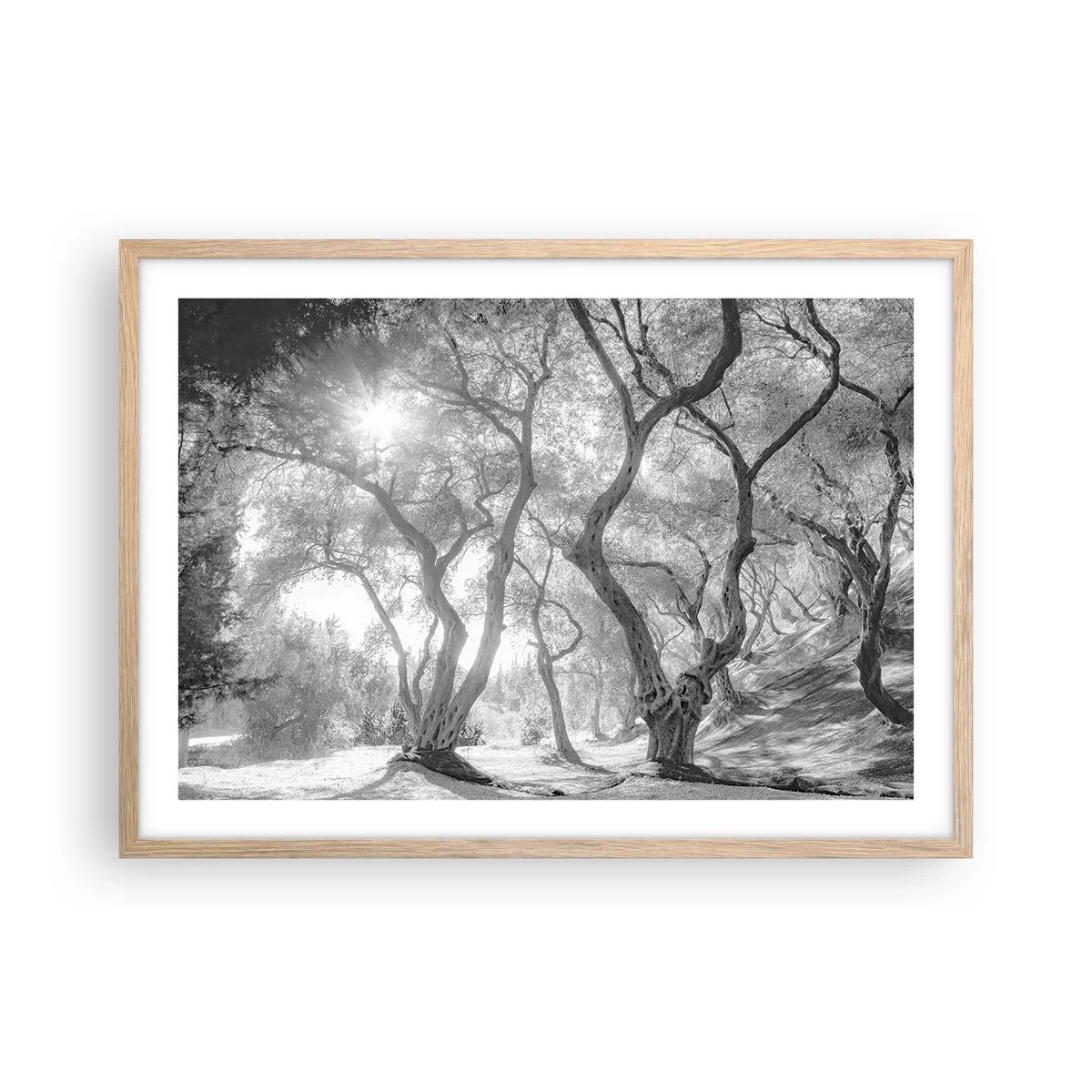 Plakát v rámu světlý dub - V olivovém háji - 70x50 cm