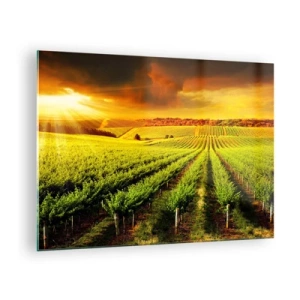 Obraz na skle - Vinice ve světle zapadajícího slunce - 70x50cm - Pod australským sluncem - Moderní nástěnná dekorace do obývacího pokoje a ložnice ARTTOR