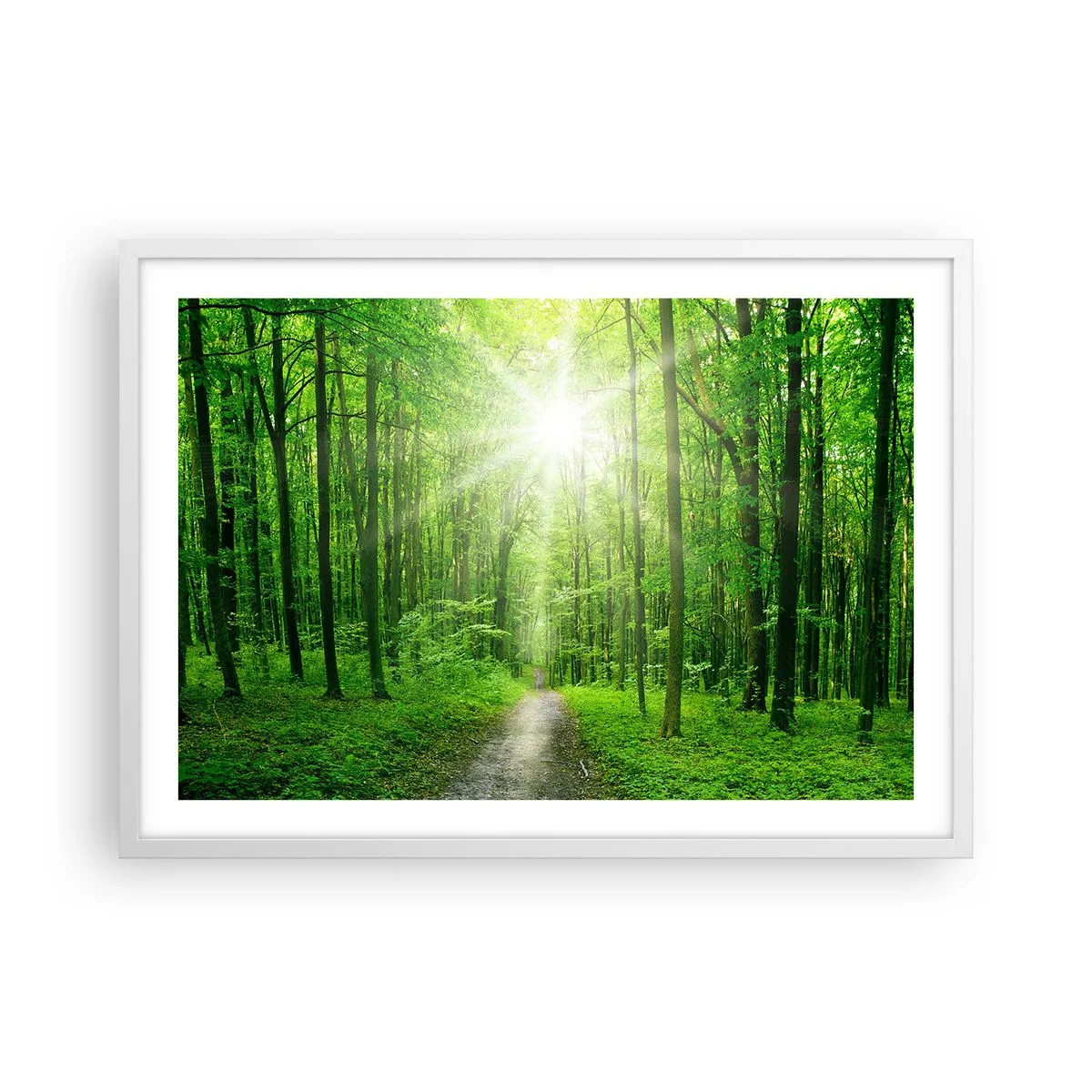 Plakát v bílém rámu - Zelená katedrála - 70x50 cm