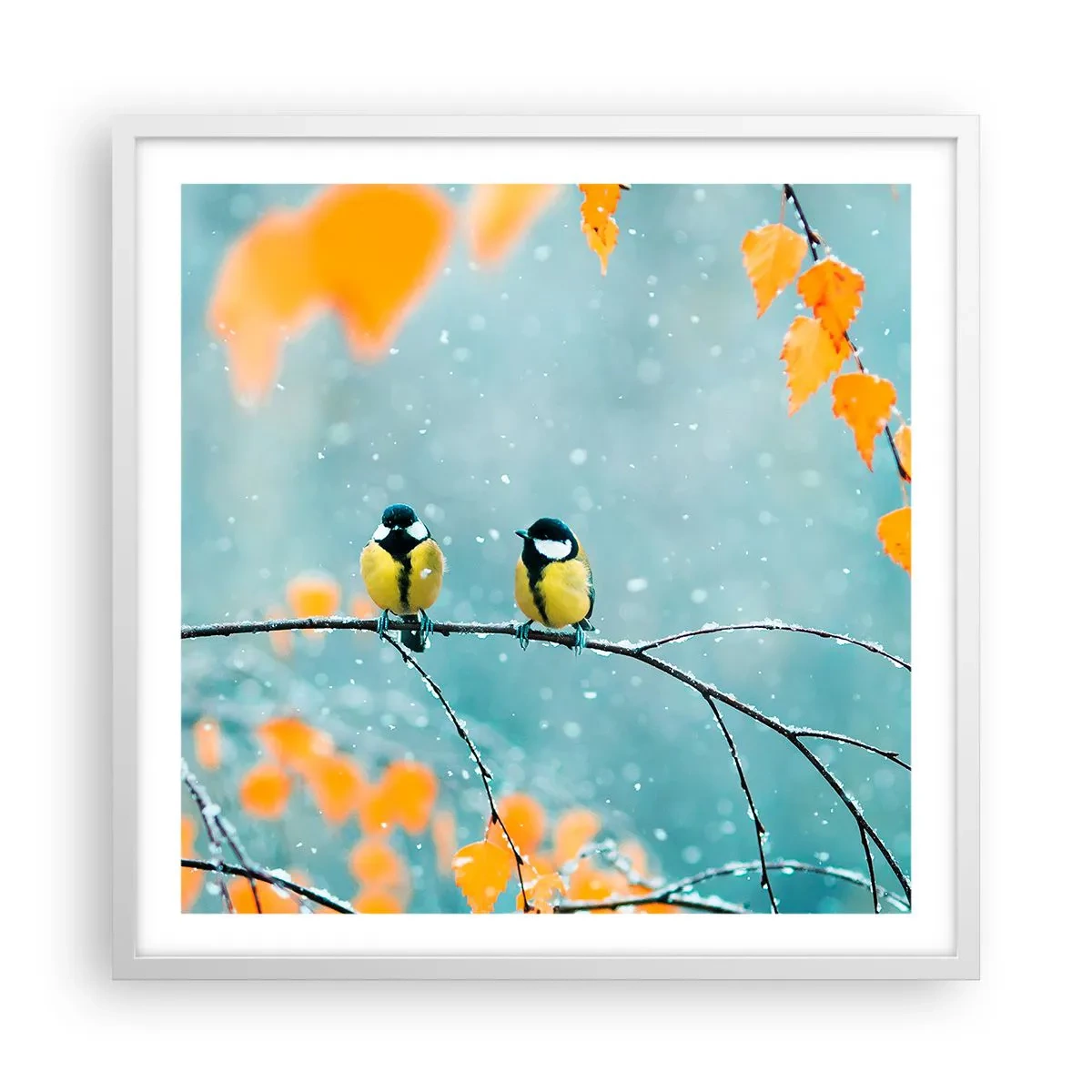 Plakát v bílém rámu - Ptačí drby - 60x60 cm
