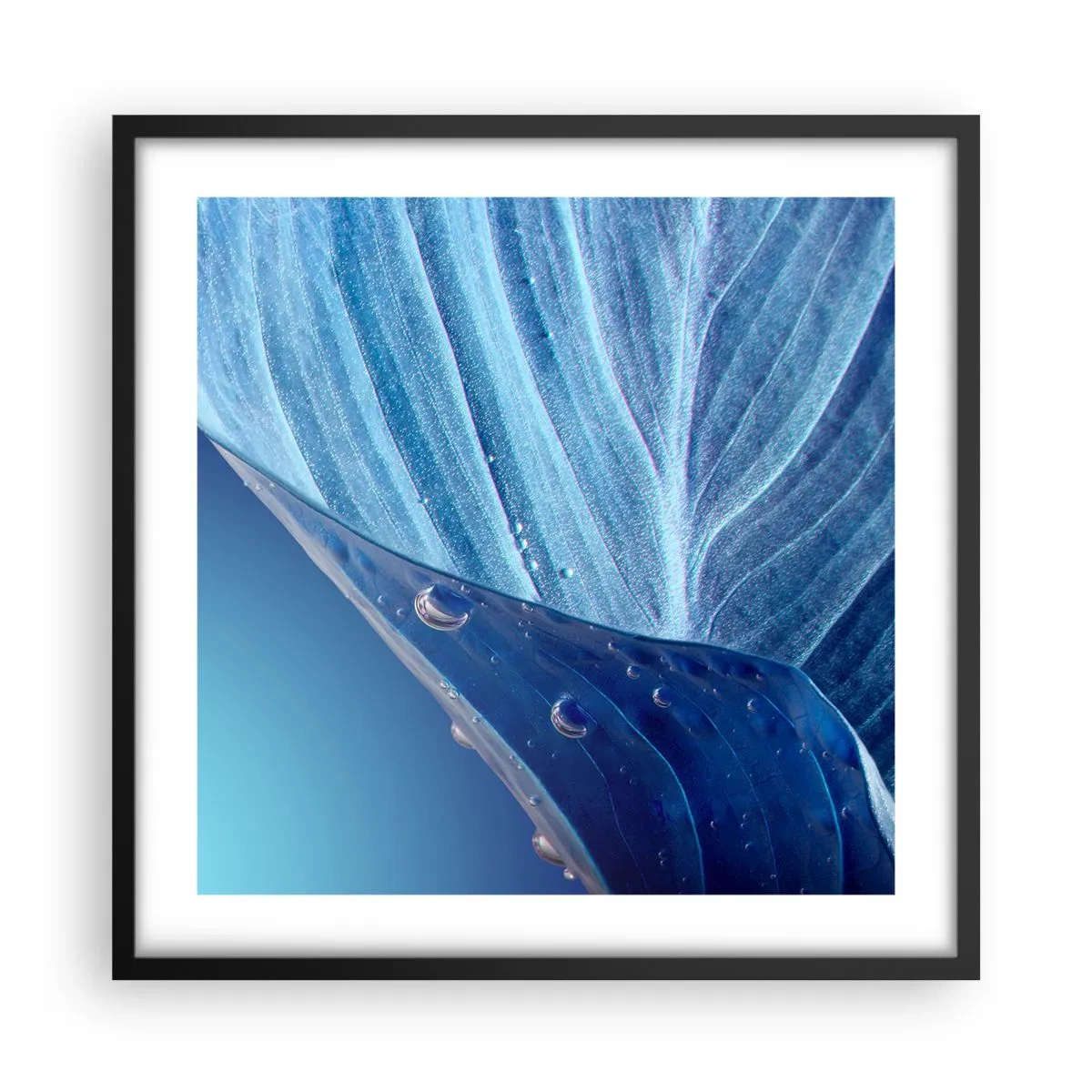 Plakát v černém rámu - Skryté kapky modři - 50x50 cm