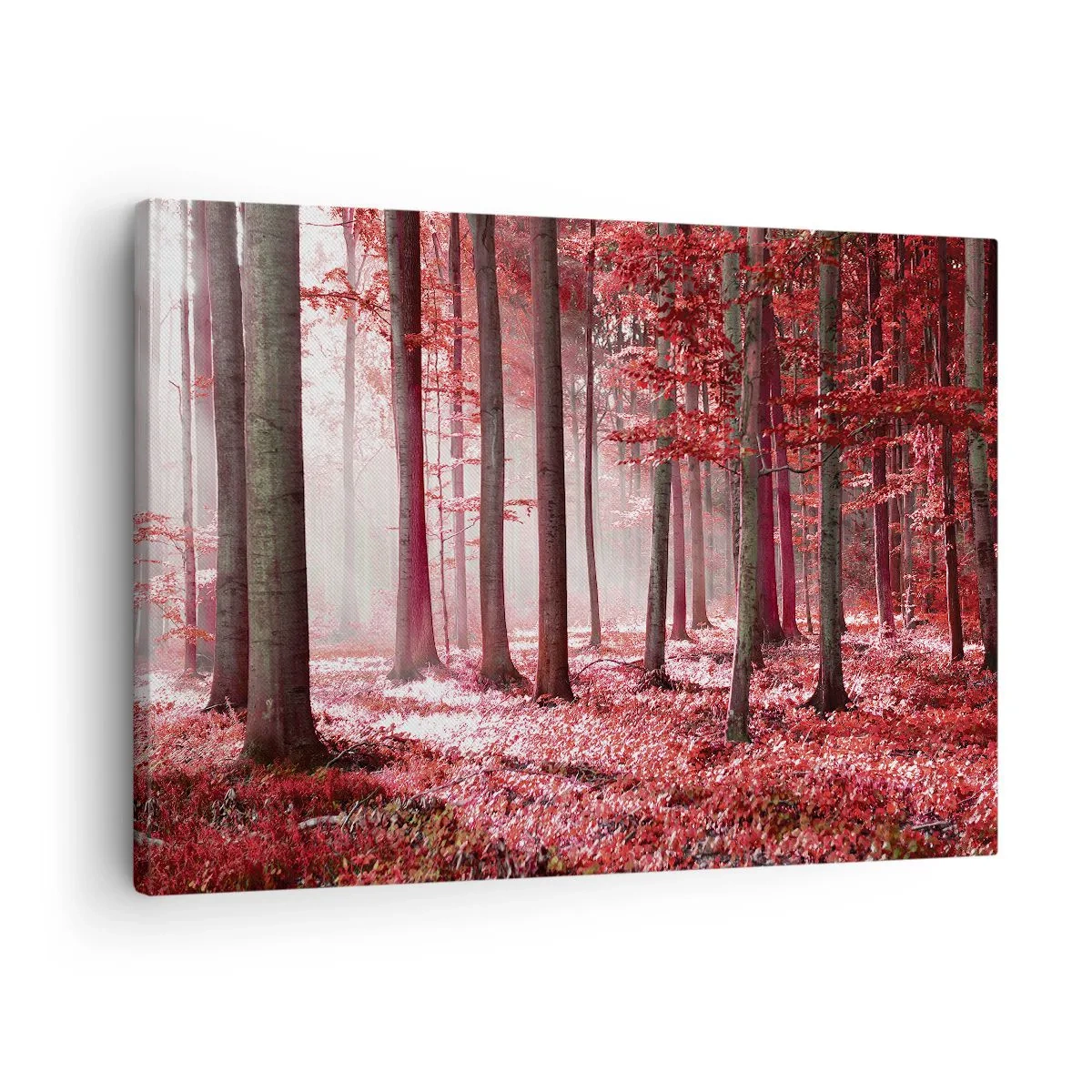 Obraz na plátně - Červená je stejně krásná - 70x50 cm