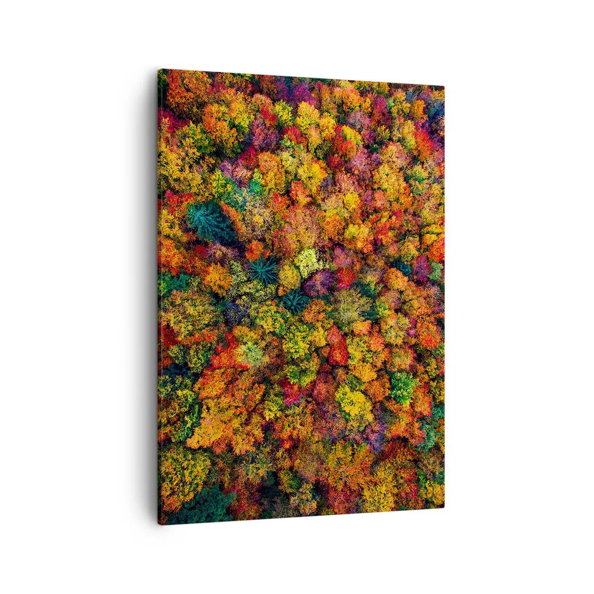 Obraz na plátně - Kytice podzimních stromů - 50x70 cm