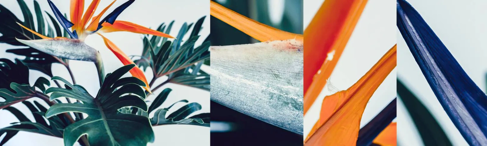 Fototapeta Vzorek Standard Eco - Ptákeř - Rostliny, Boho, Exotický - 100x30 cm