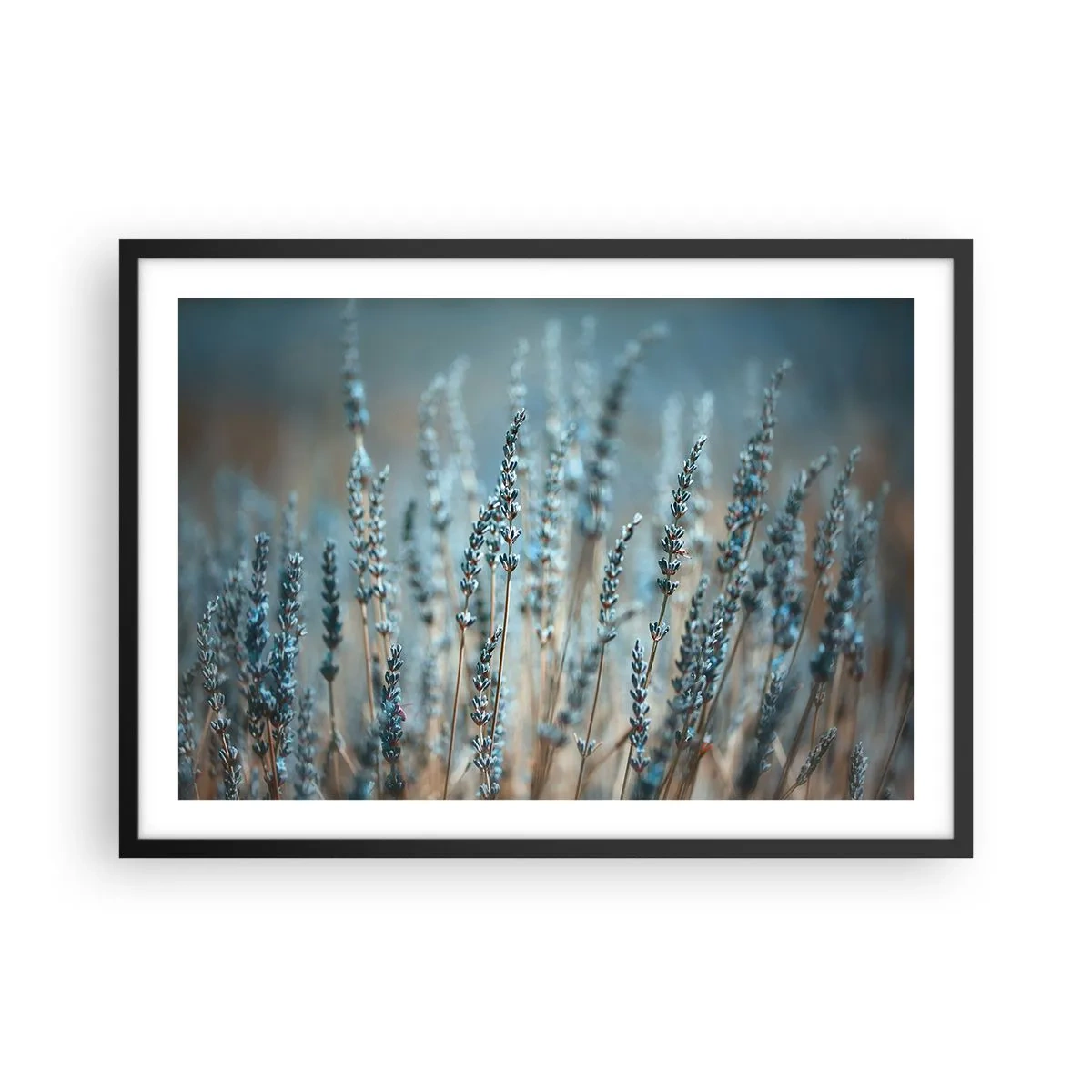 Plakát v černém rámu - Voňavý lán - 70x50 cm