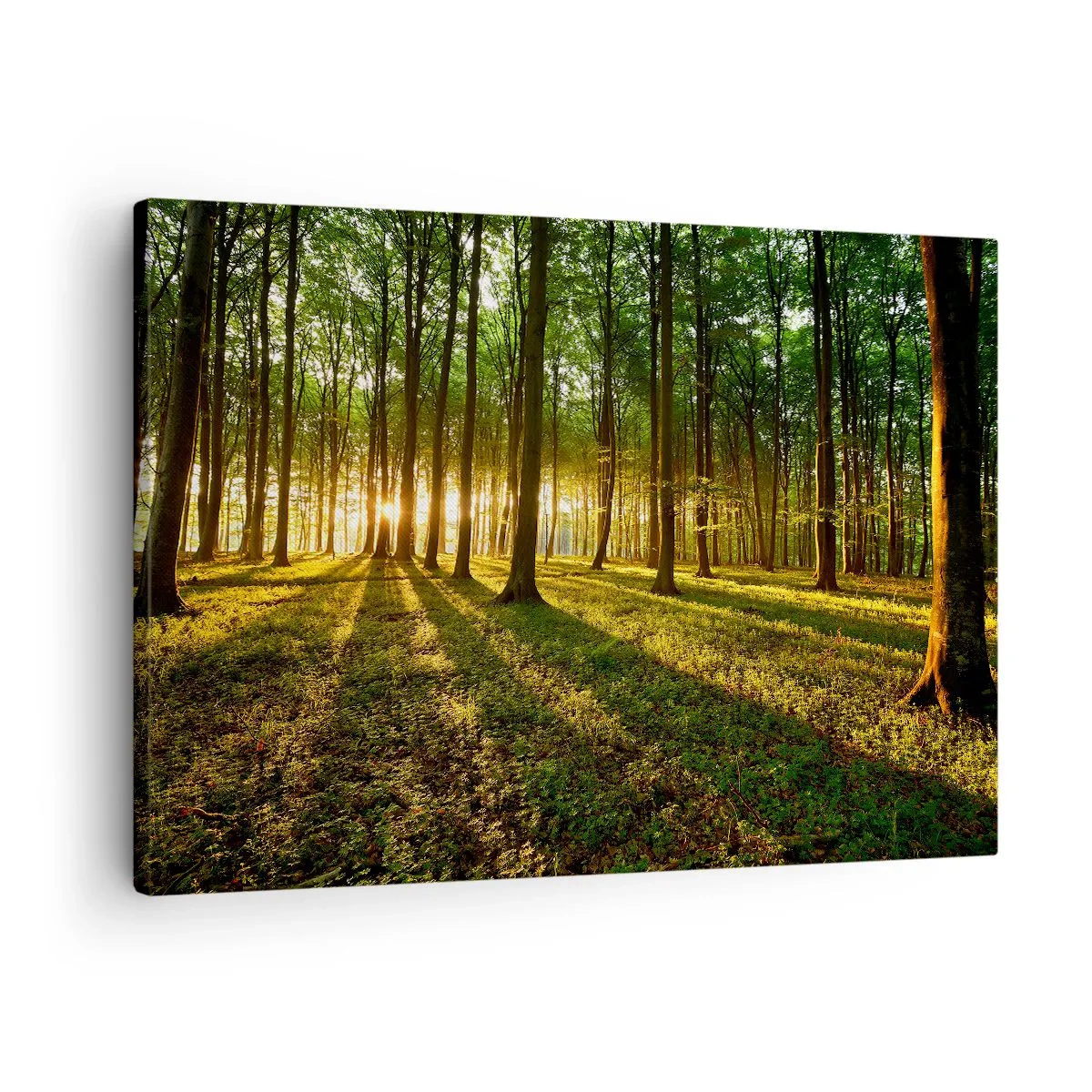 Obraz na plátně - Zapadající slunce v listnatém lese - 70x50cm - Fotografie všech jar - Moderní nástěnná dekorace do obývacího pokoje a ložnice ARTTOR