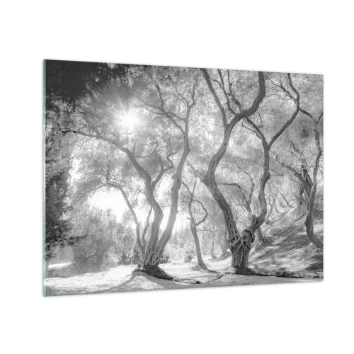 Obraz na skle - Černé a bílé olivovníky na slunci - 70x50cm - V olivovém háji - Moderní nástěnná dekorace do obývacího pokoje a ložnice ARTTOR