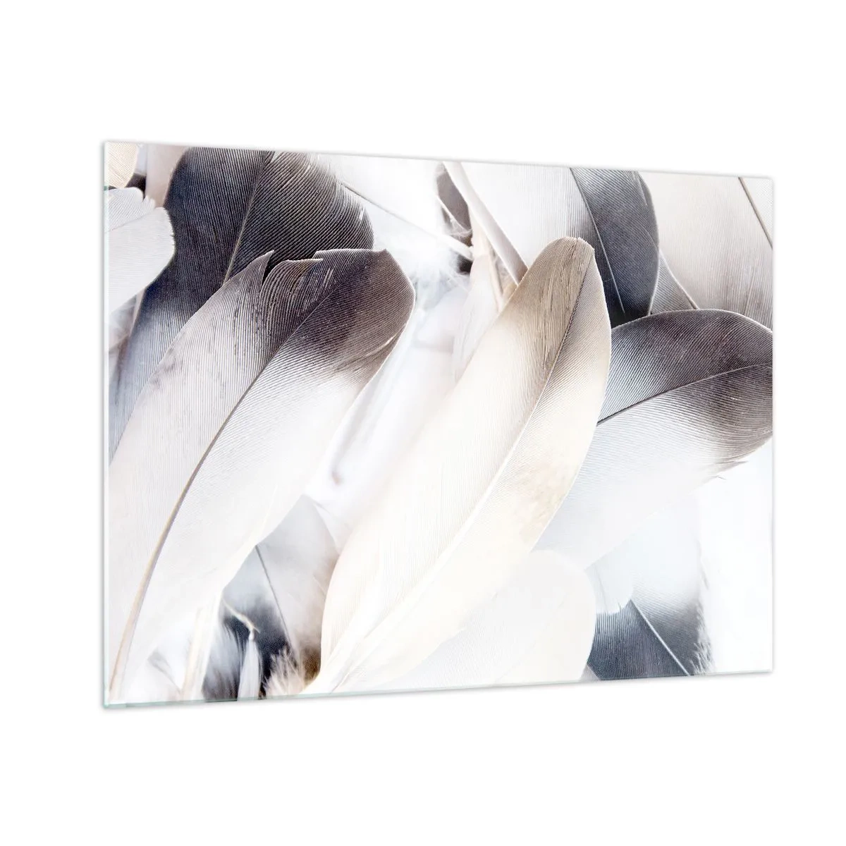 Obraz na skle - Jemné, světlé peří v odstínech bílé a šedé - 70x50cm - Téměř andělské - Moderní nástěnná dekorace do obývacího pokoje a ložnice ARTTOR