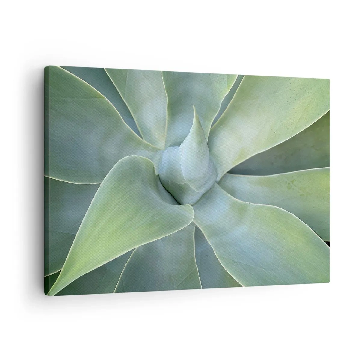 Obraz na plátně - Jemné listy agáve v odstínech zelené - 70x50cm - Zrození zeleně - Moderní nástěnná dekorace do obývacího pokoje a ložnice ARTTOR