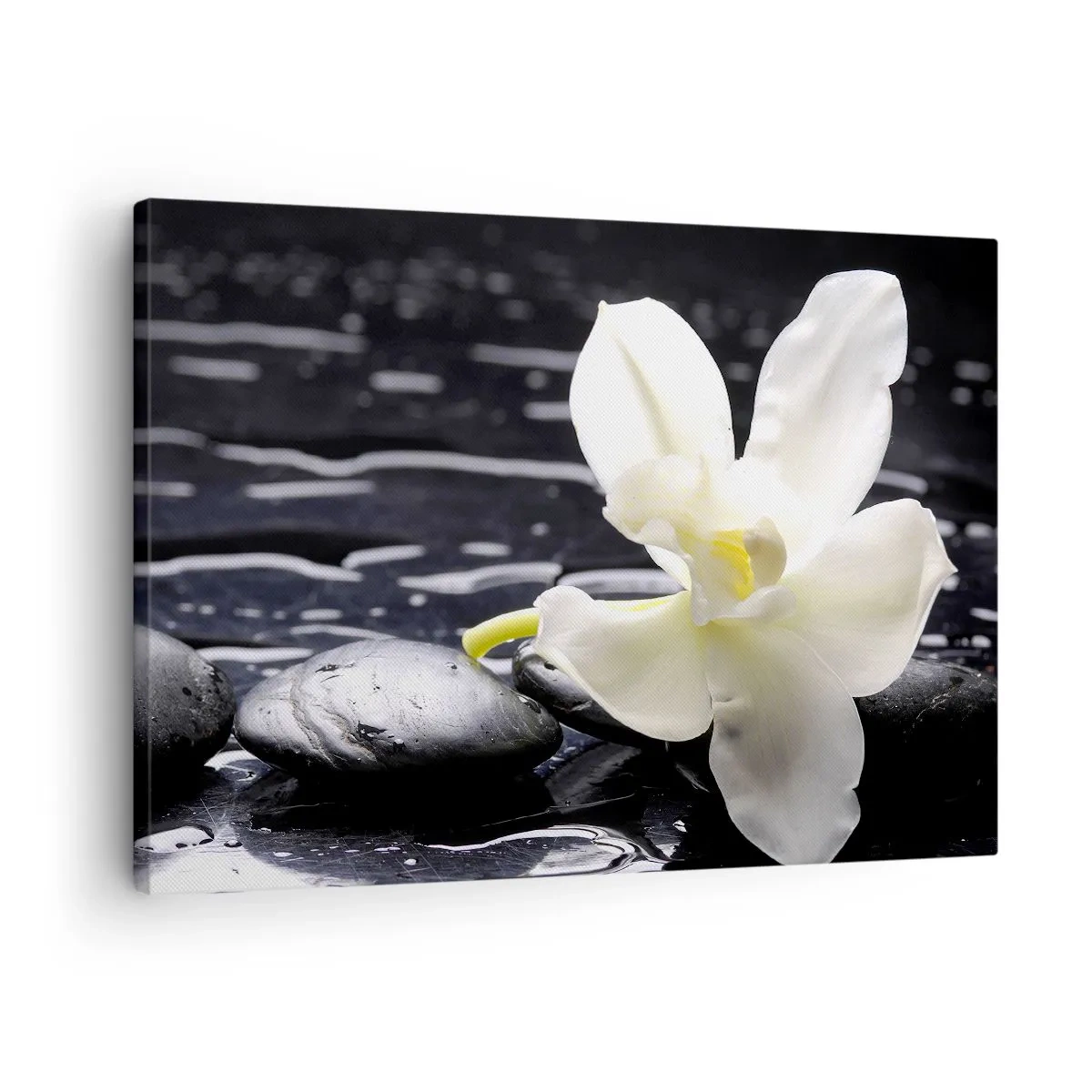 Obraz na plátně - Bílá orchidej na pozadí černých kamenů a vody. - 70x50cm - Studie v černé a bílé - Moderní nástěnná dekorace do obývacího pokoje a ložnice ARTTOR