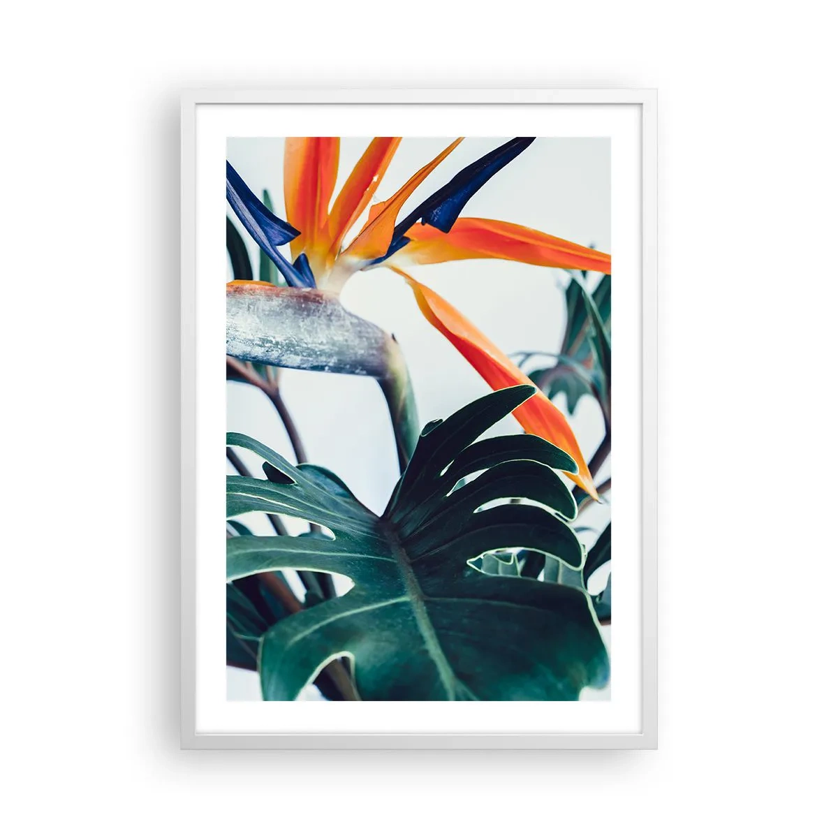 Plakát v bílém rámu - Ptákeř - 50x70 cm