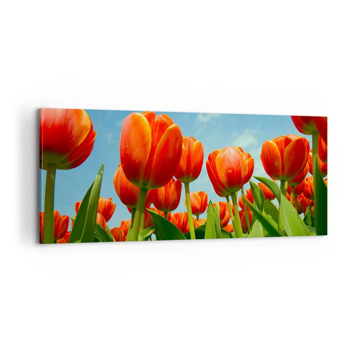 Obraz na plátně - Kromě blankytného nebe nic v životě nepotřebují - 100x40 cm