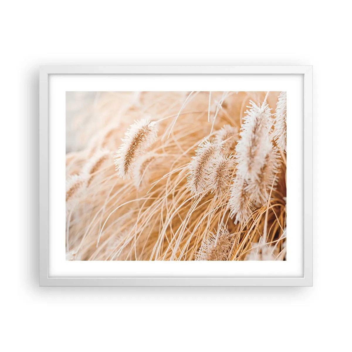 Plakát v bílém rámu - Zlaté šustění travin - 50x40 cm