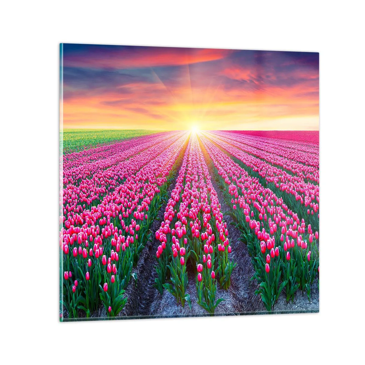 Obraz na skle - Farma krásy - 70x70 cm
