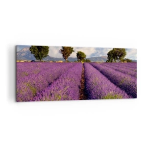 Obraz na plátně - Levandulová pole - 120x50 cm