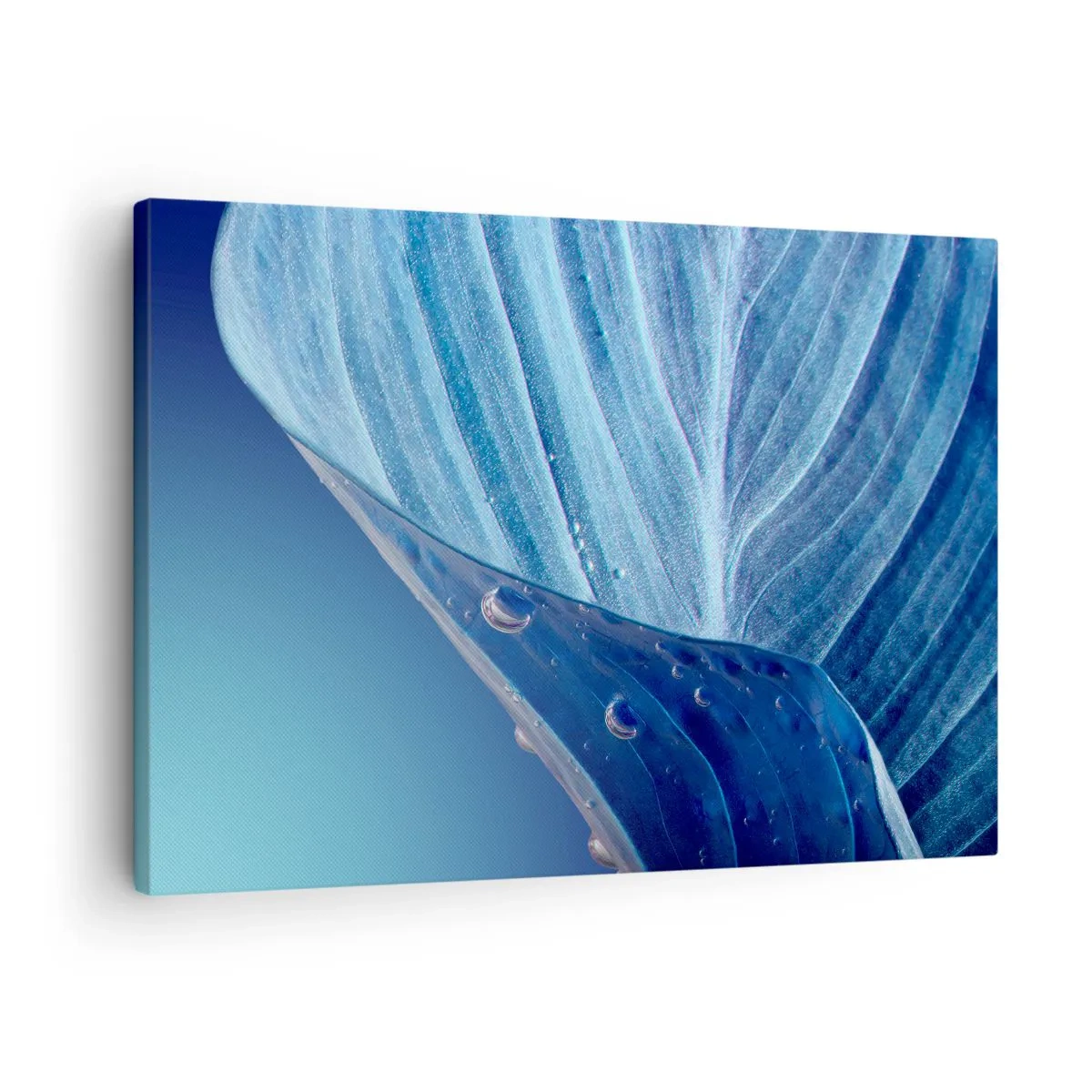 Obraz na plátně - Modrý list s viditelnými kapkami vody - 70x50cm - Skryté kapky modři - Moderní nástěnná dekorace do obývacího pokoje a ložnice ARTTOR