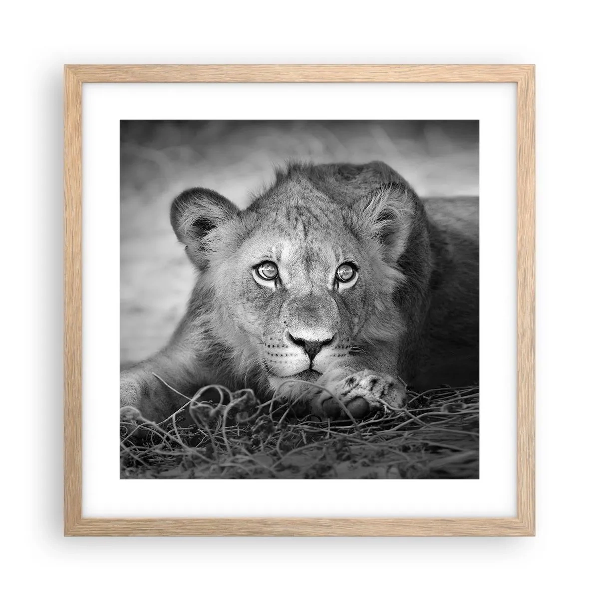 Plakát v rámu světlý dub - Královské štěně - 40x40 cm