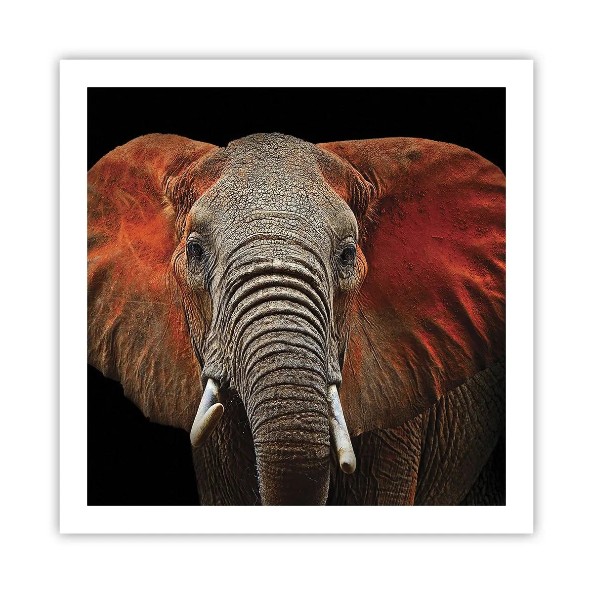 Plakát - Jsem divoký, a ty? - 60x60 cm