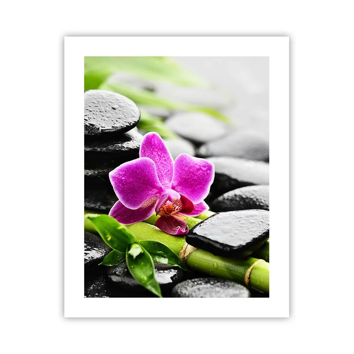 Plakát - V klidné rovnováze - 40x50 cm