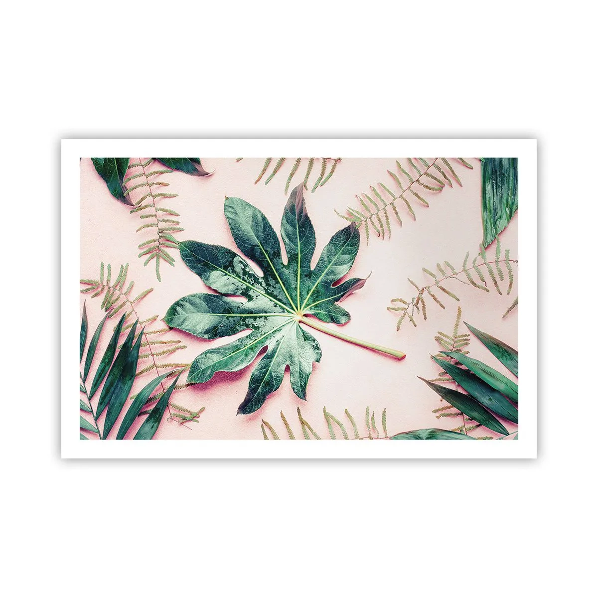 Plakát - Studie zelené na růžovém pozadí - 91x61 cm