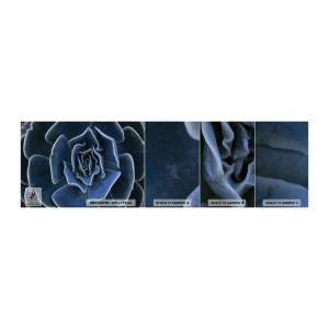 Vzor Fototapety Premium Sand - Pouštní květ - Květ agáve, Květ, Příroda - 100x30 cm