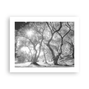 Plakát - V olivovém háji - 50x40 cm