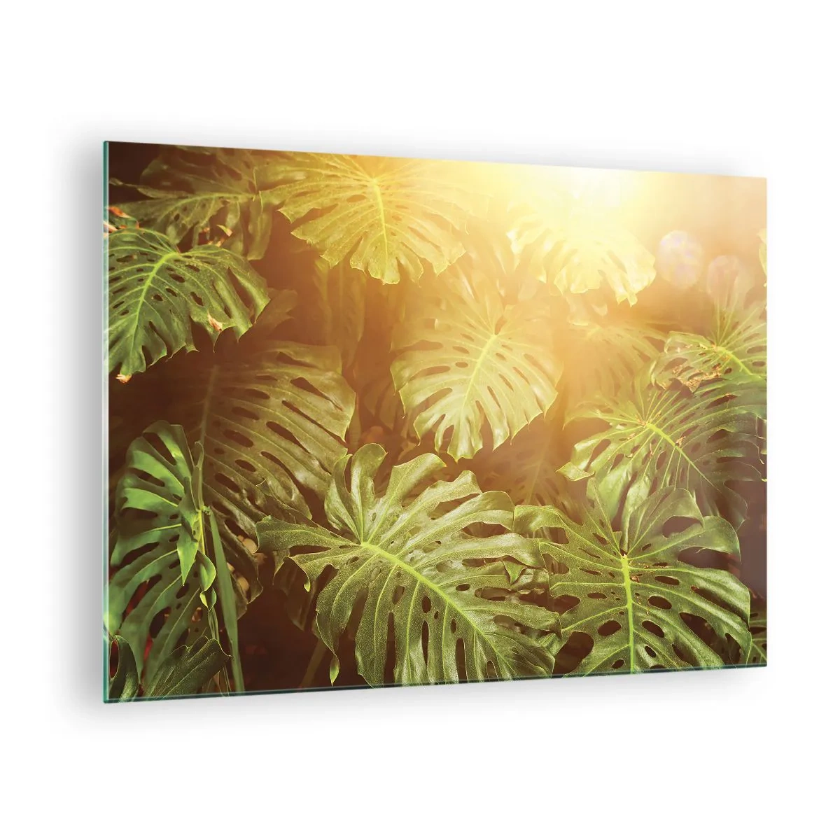 Obraz na skle - Zelené listy monstery ve zlatém světle tropického slunce - 70x50cm - Vstoupit do zeleně… - Moderní nástěnná dekorace do obývacího pokoje a ložnice ARTTOR