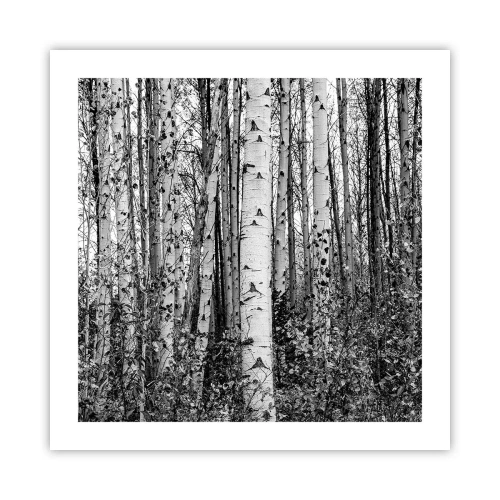 Plakát - Březová kolonáda - 50x50 cm
