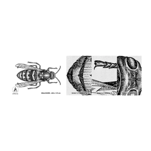 Vzor Fototapety Premium Canvas - Z hmyzí planety - Vosa, Hmyz, Minimalistický - 100x30 cm