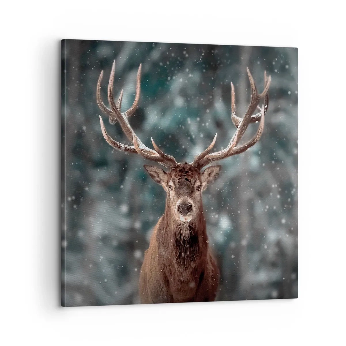 Obraz na plátně - Skutečný král lesa - 60x60 cm