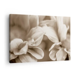 Obraz na plátně - Detailní záběr květin v jemném sépiovém odstínu s jemnými konturami - 70x50cm - Něžné jako úsměv - Moderní nástěnná dekorace do obývacího pokoje a ložnice ARTTOR