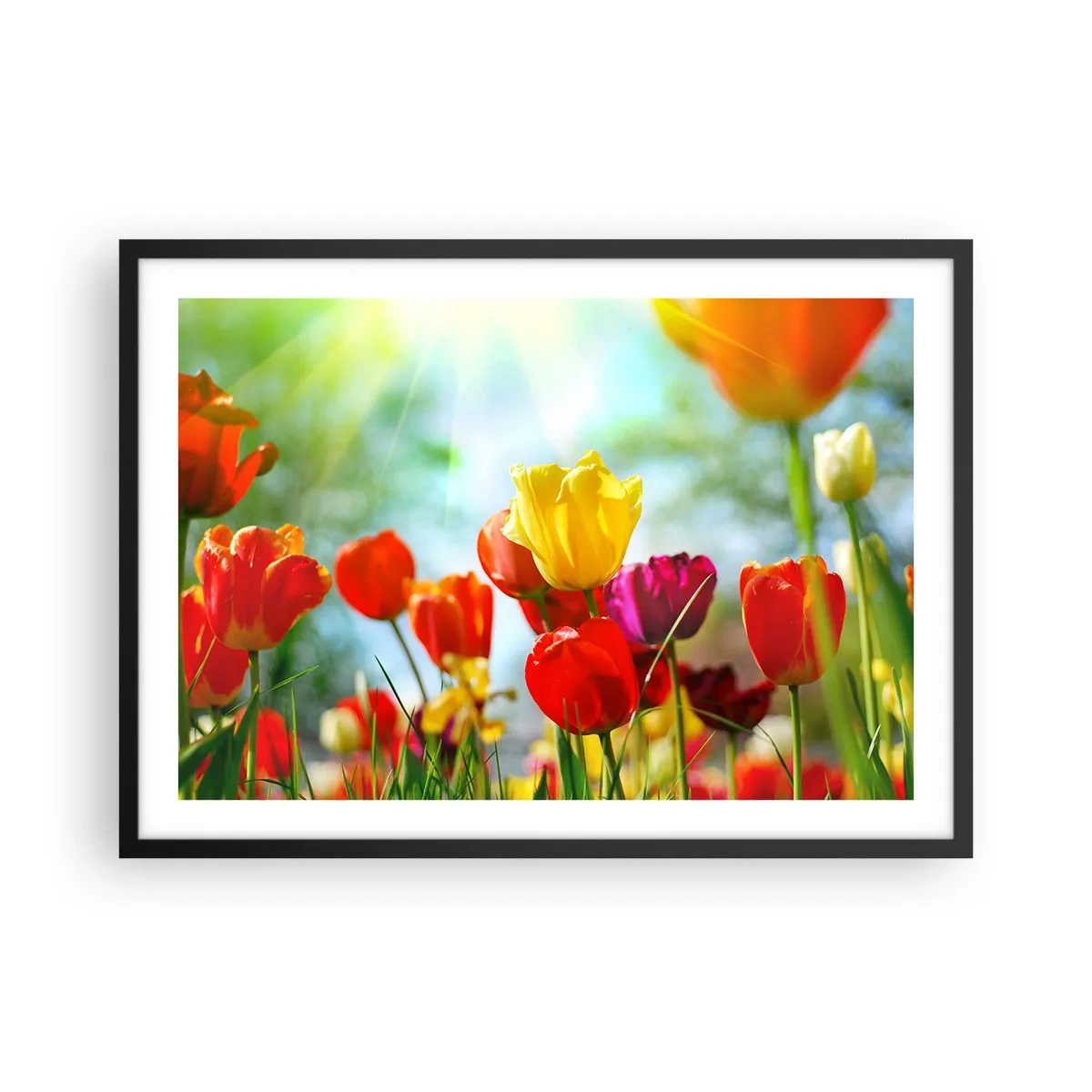 Plakát v černém rámu - Všechny barvy slunce - 70x50 cm