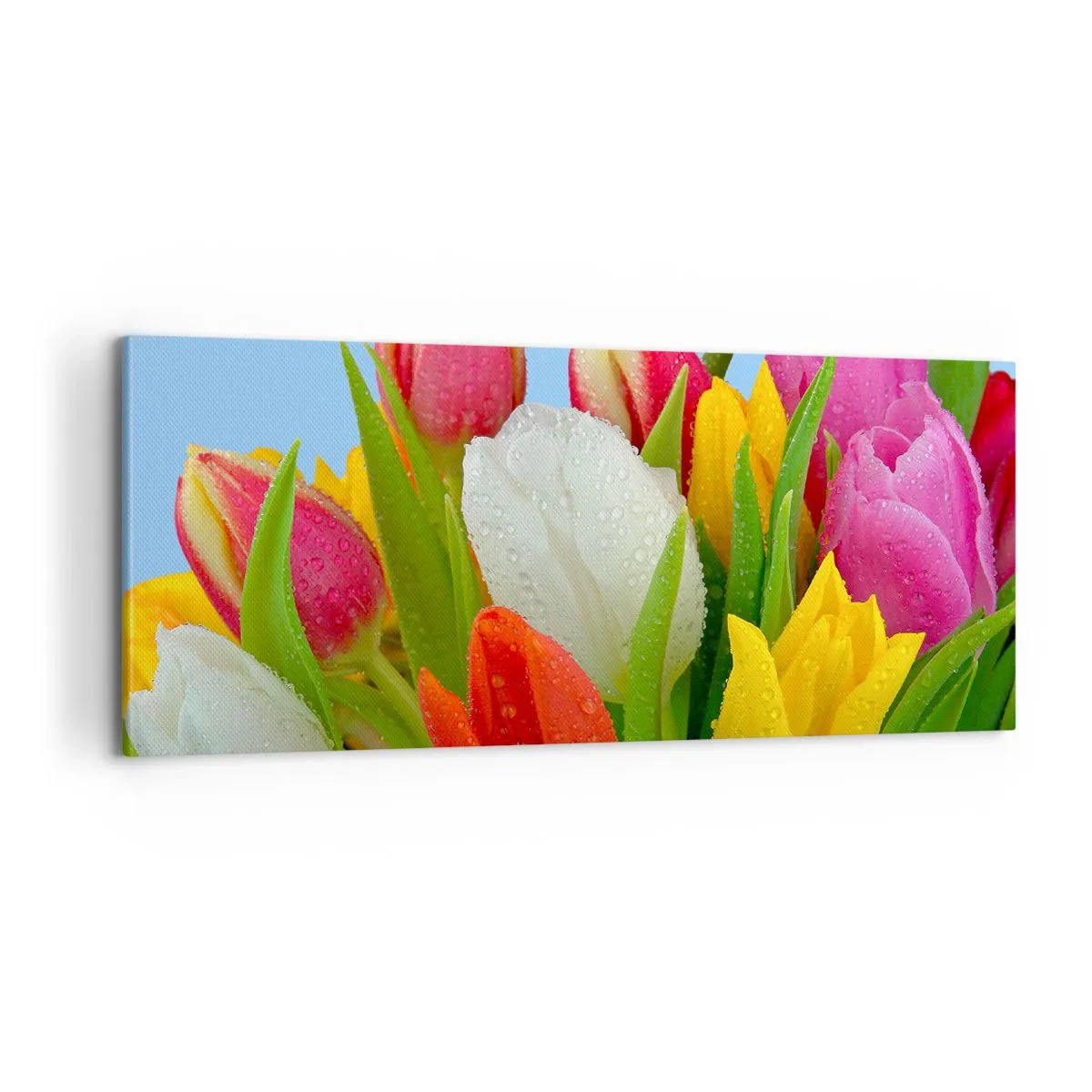Obraz na plátně - Květinová duha v kapkách rosy - 100x40 cm