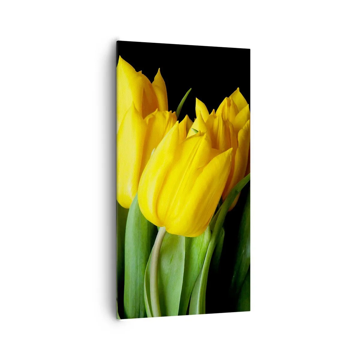 Obraz na plátně - Vznikly z čistého slunce - 65x120 cm