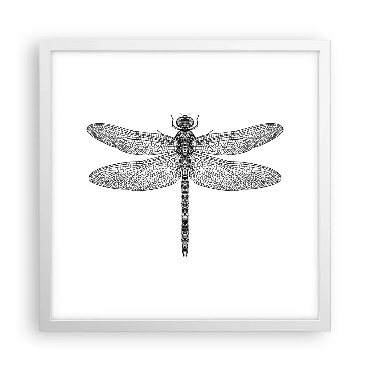 Plakát v bílém rámu - Přesnost přírody - 40x40 cm