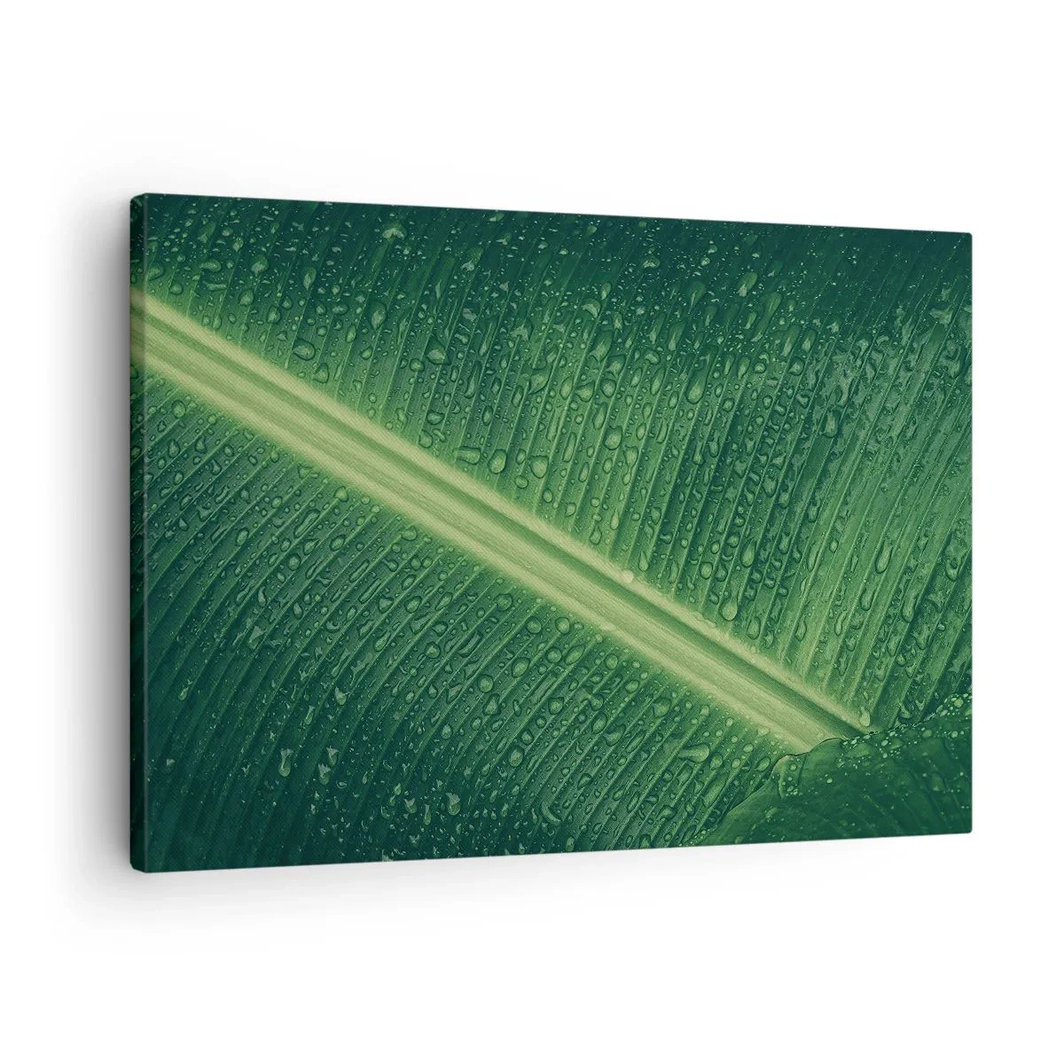 Obraz na plátně - Zelený list s kapkami vody na jeho povrchu - 70x50cm - Struktura zelené - Moderní nástěnná dekorace do obývacího pokoje a ložnice ARTTOR