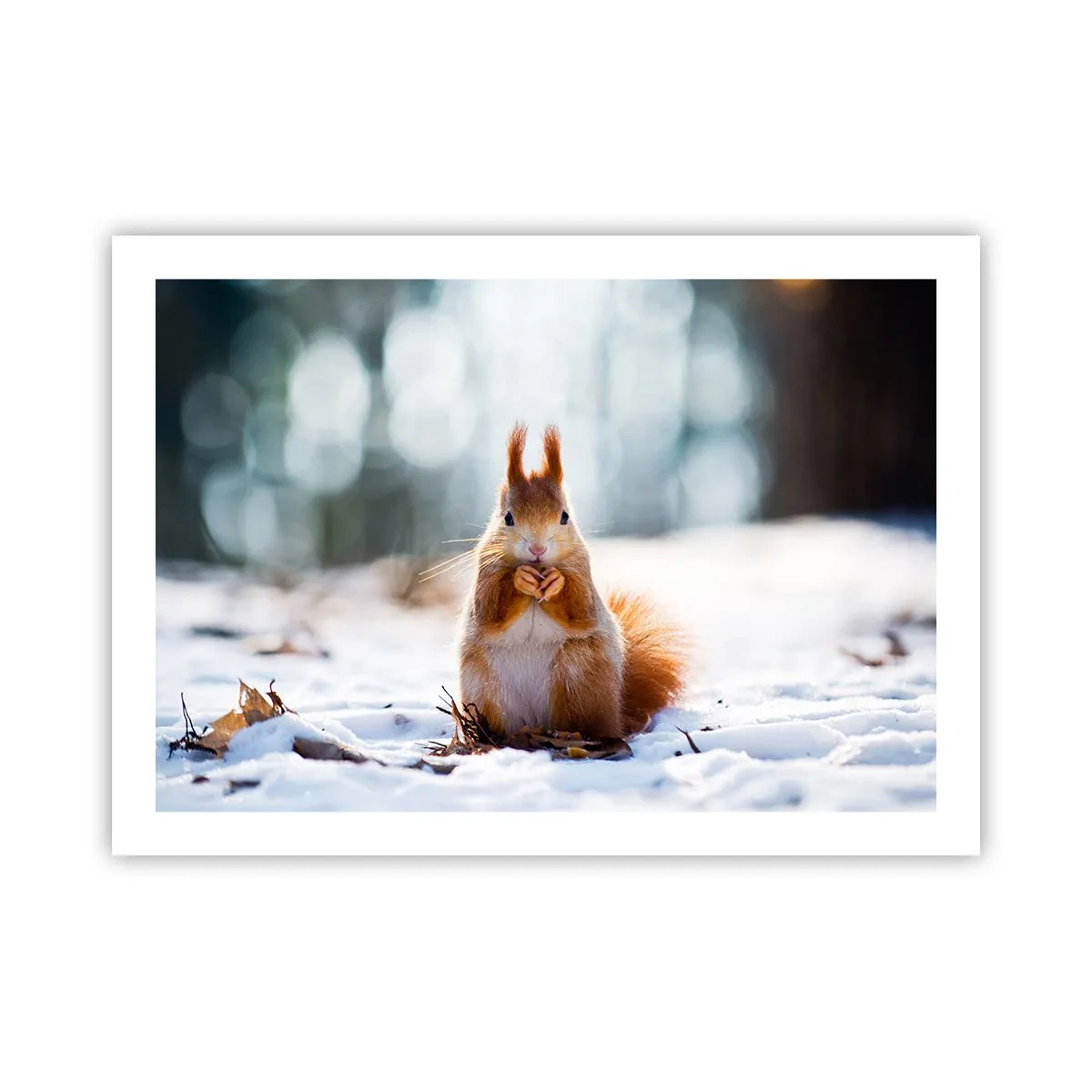 Plakát - Co se tak díváš? - 70x50 cm