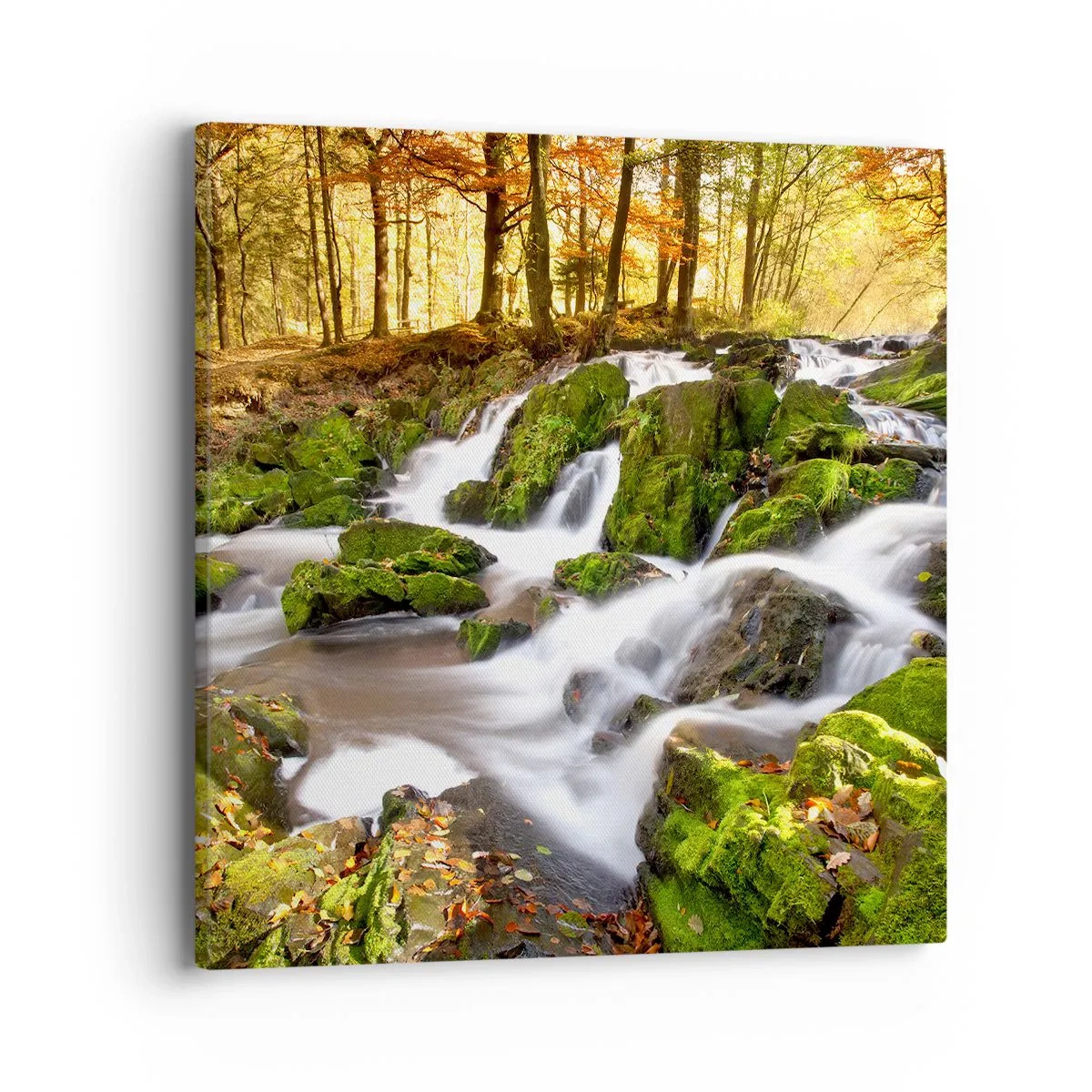 Obraz na plátně - Chvatem podzimním lesem - 40x40 cm