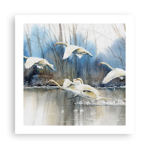 Plakát - Jako v povídce o divokých labutích - 50x50 cm