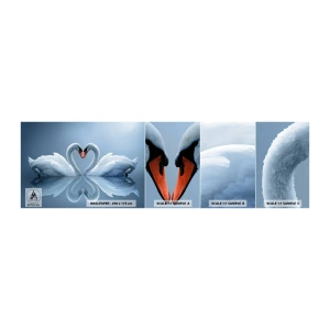 Fototapeta Vzorek Standard Eco - Čas na lásku - labutě, Milovat, Srdce - 100x30 cm