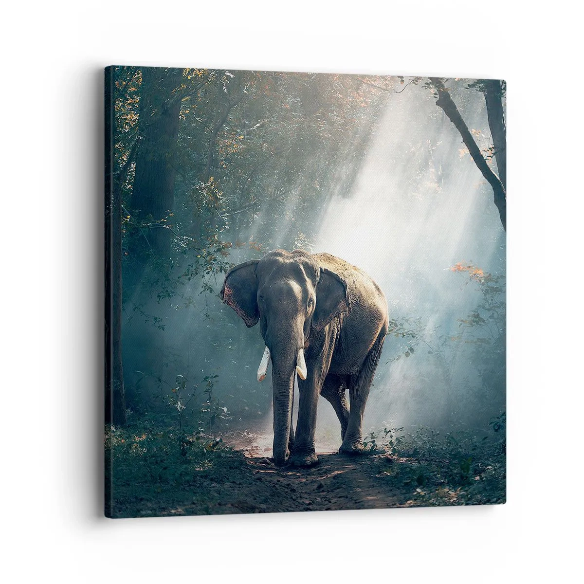 Obraz na plátně - Klidná procházka - 40x40 cm