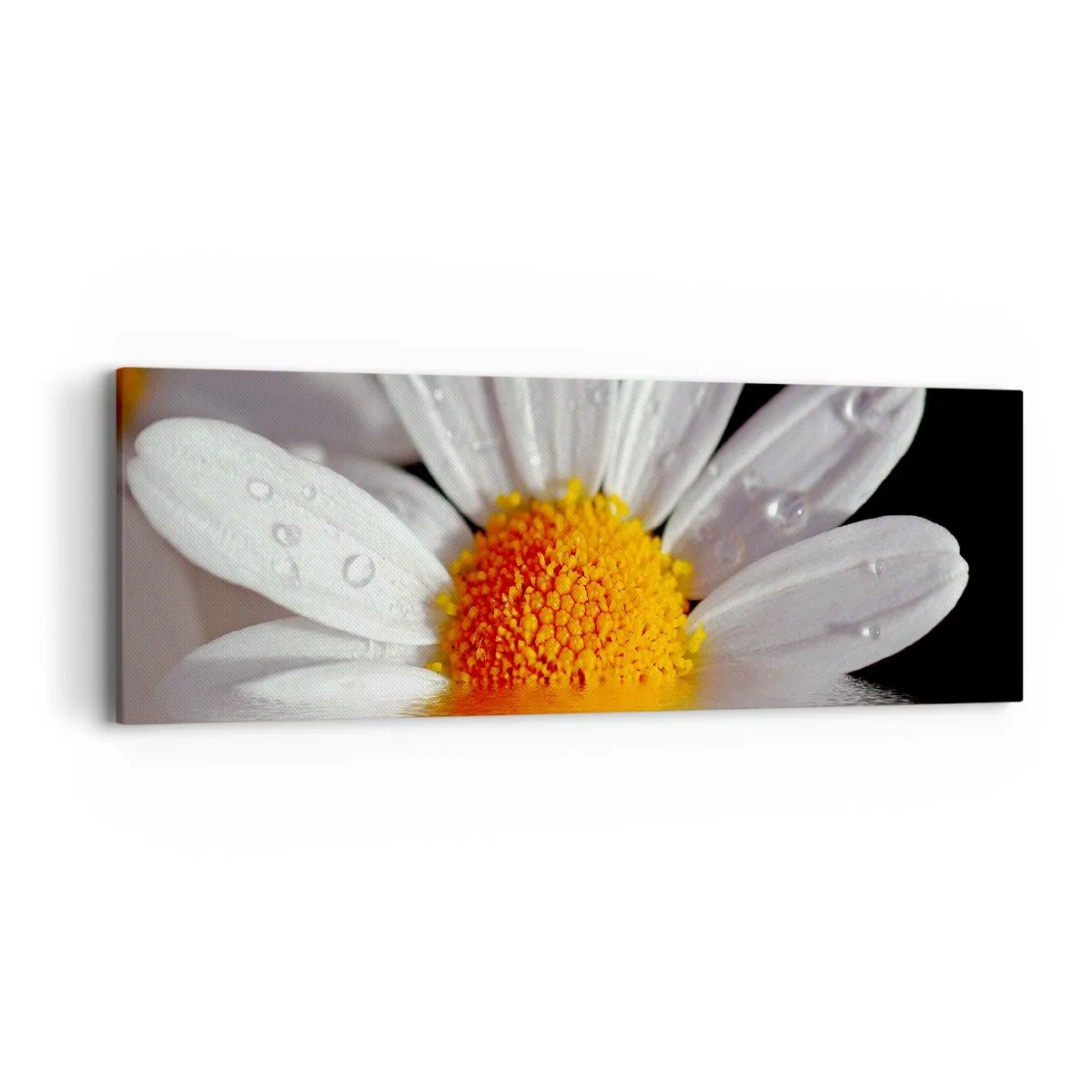 Obraz na plátně - Vycházející slunce sedmikrásky - 90x30 cm