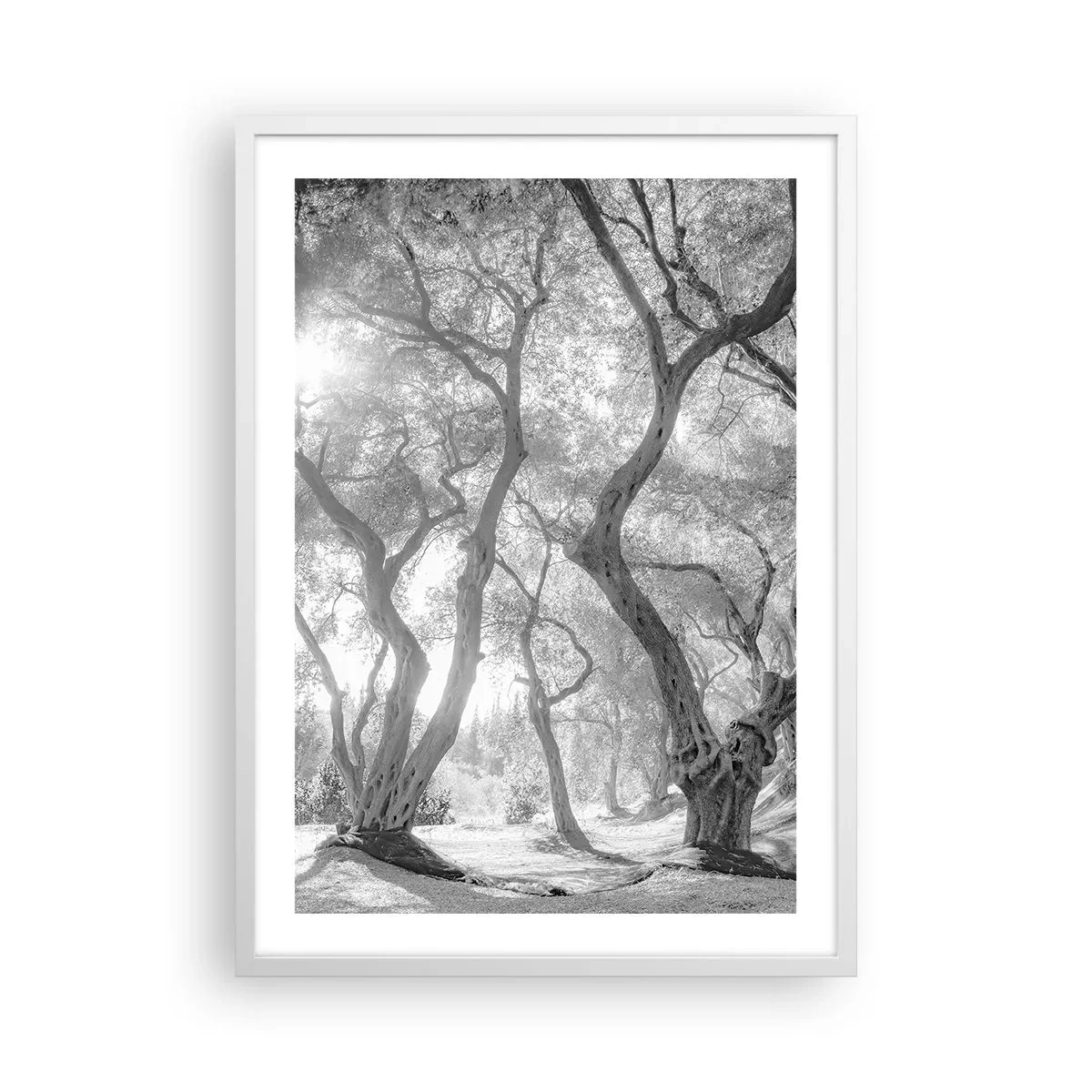 Plakát v bílém rámu - V olivovém háji - 50x70 cm